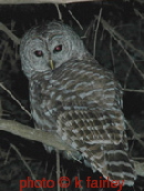 patient-friend-owl-sml
